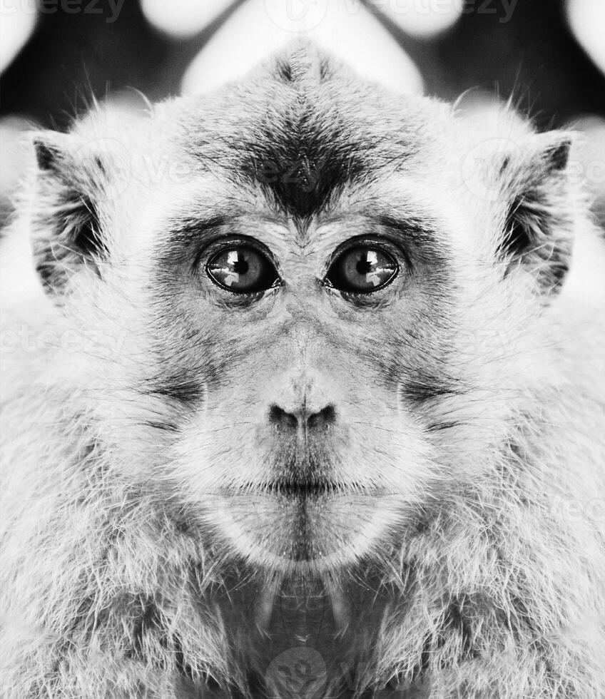 A beautiful black and white portrait of a monkey at close range that looks at the camera photo