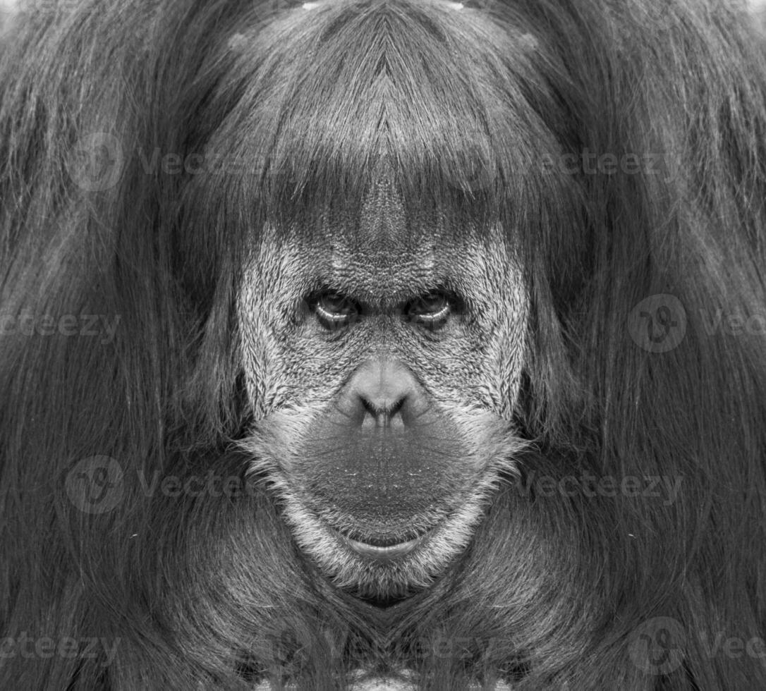 A beautiful black and white portrait of a monkey at close range that looks at the camera photo