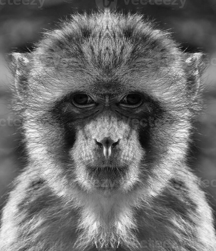 A beautiful black and white portrait of a monkey at close range that looks at the camera photo