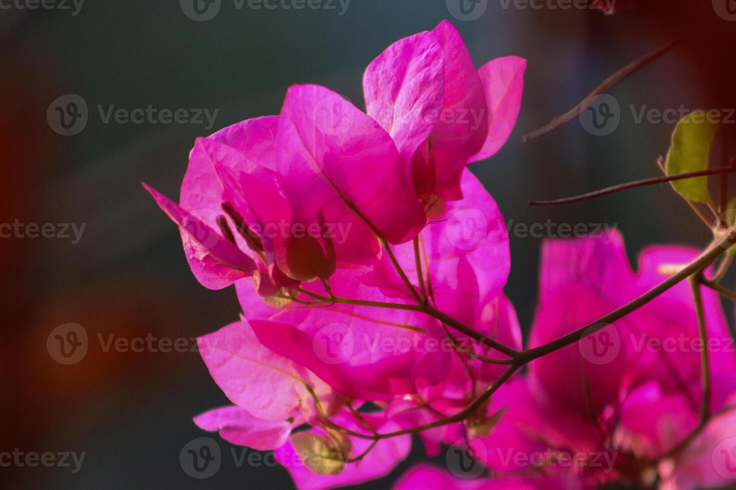 closeup photo of beautiful flowers