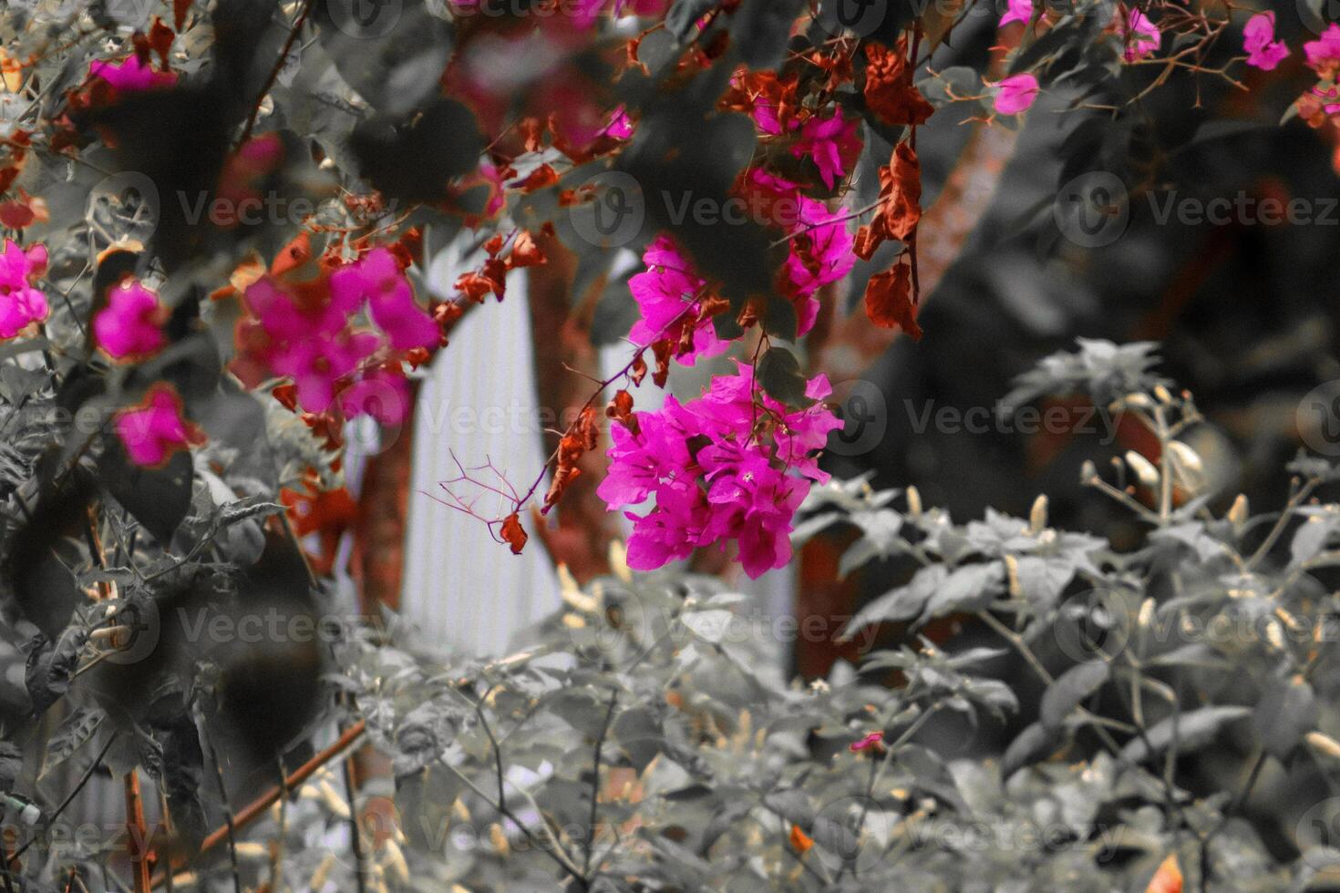closeup photo of beautiful flowers