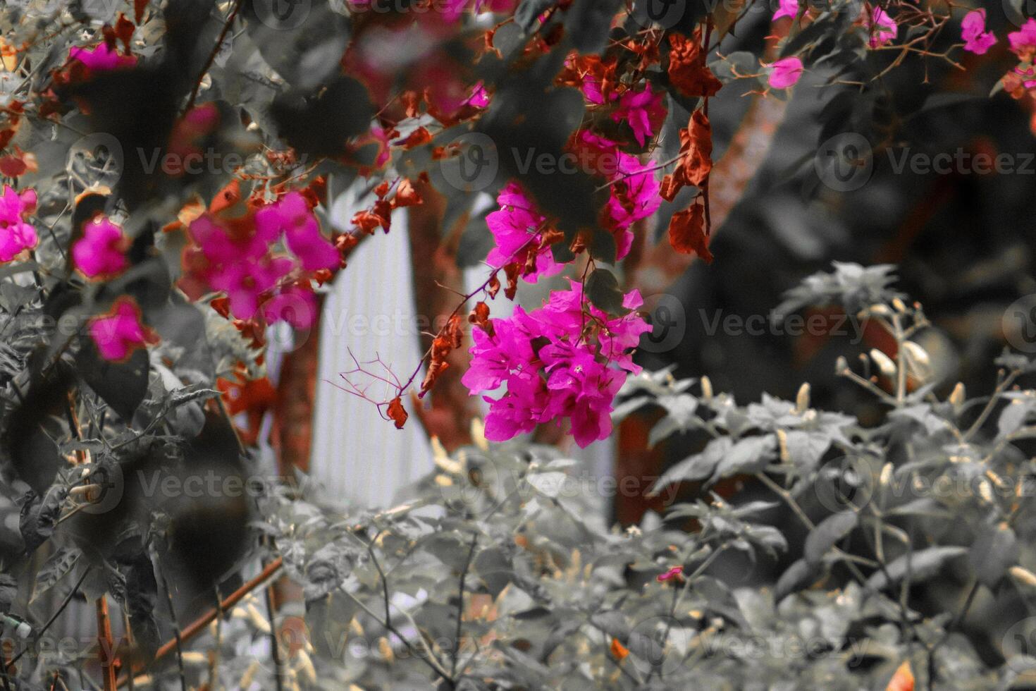 de cerca foto de hermosa flores