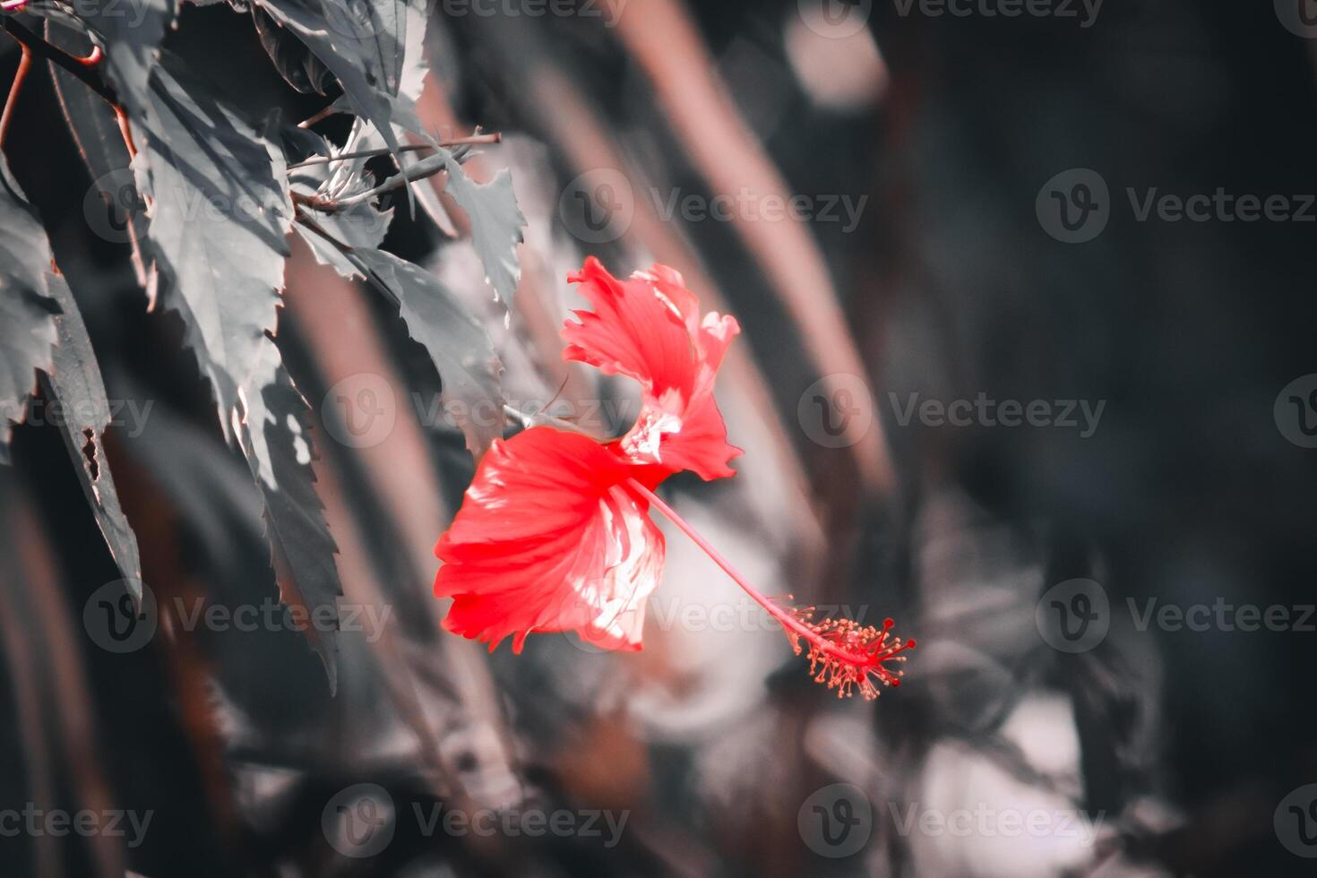 de cerca foto de hermosa flores