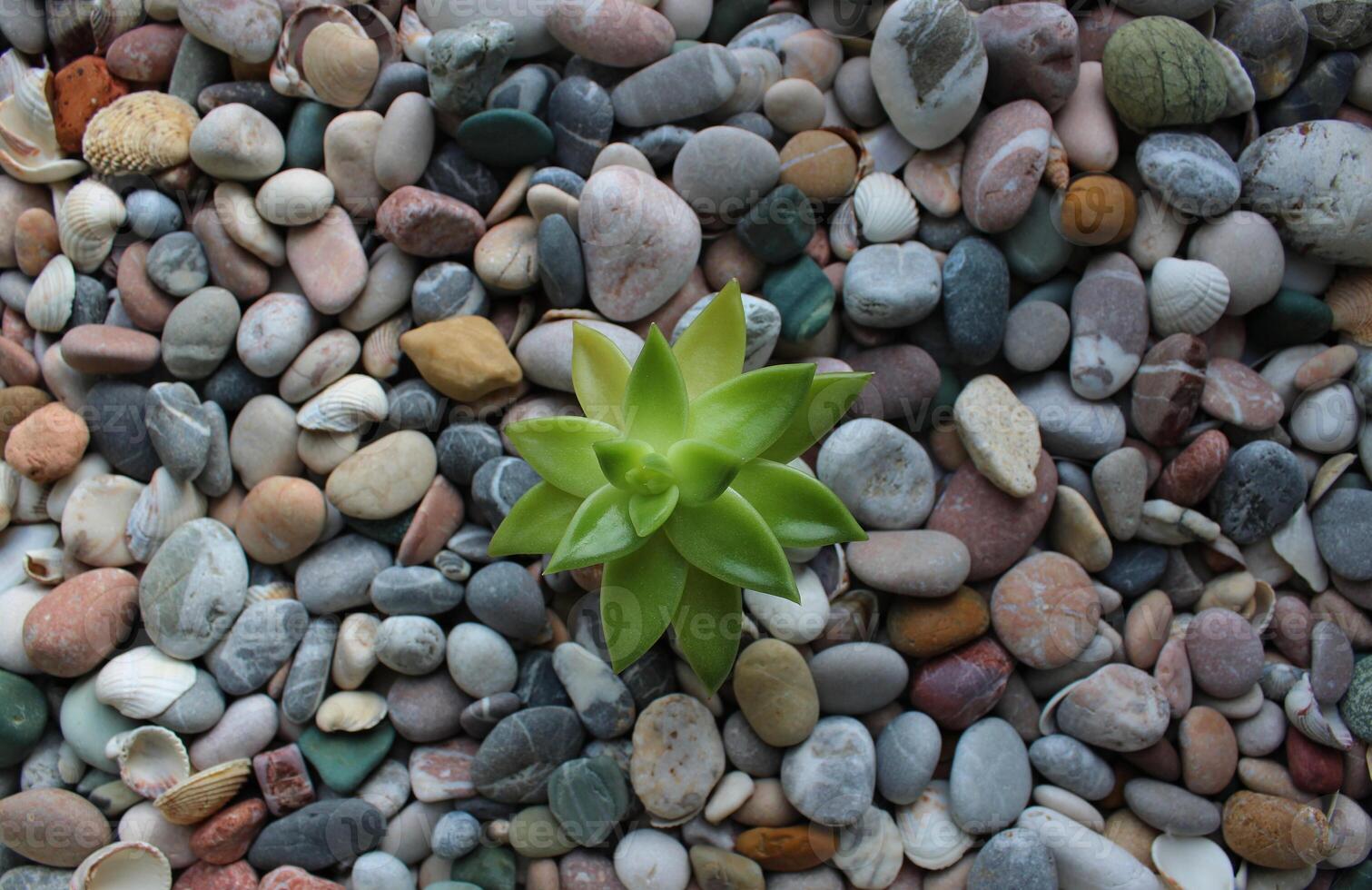 A lone sprout breaks through the rocky ground top view concept photo for backgrounds