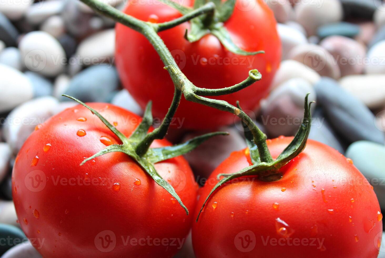 Water Drops On A Ripe Tomatoes In A Branch Lying On A Sea Stones Closeup Stock Photo