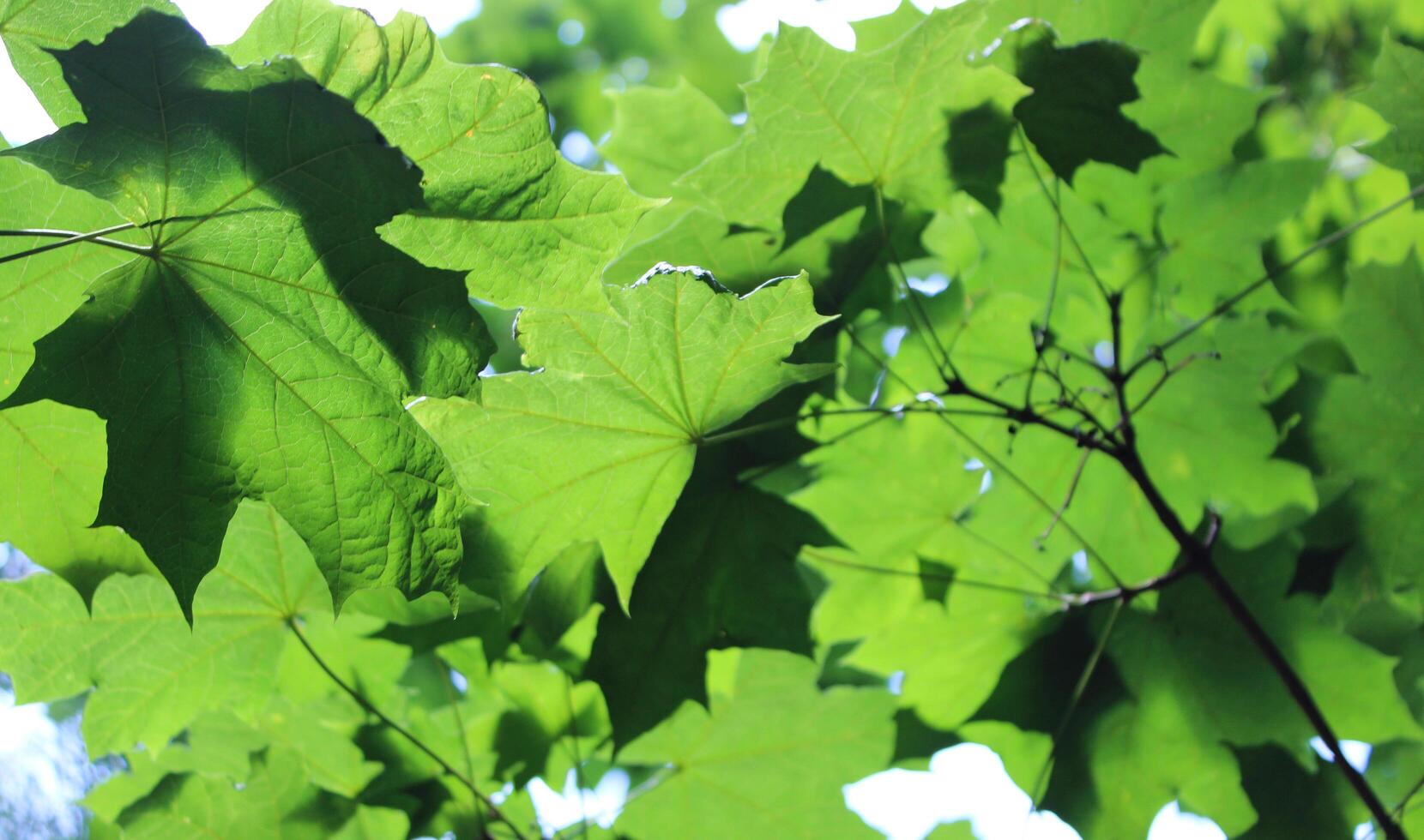 Blurred Branch Of Maple Tree With Green Leaves That Shines Through The Sunlight photo