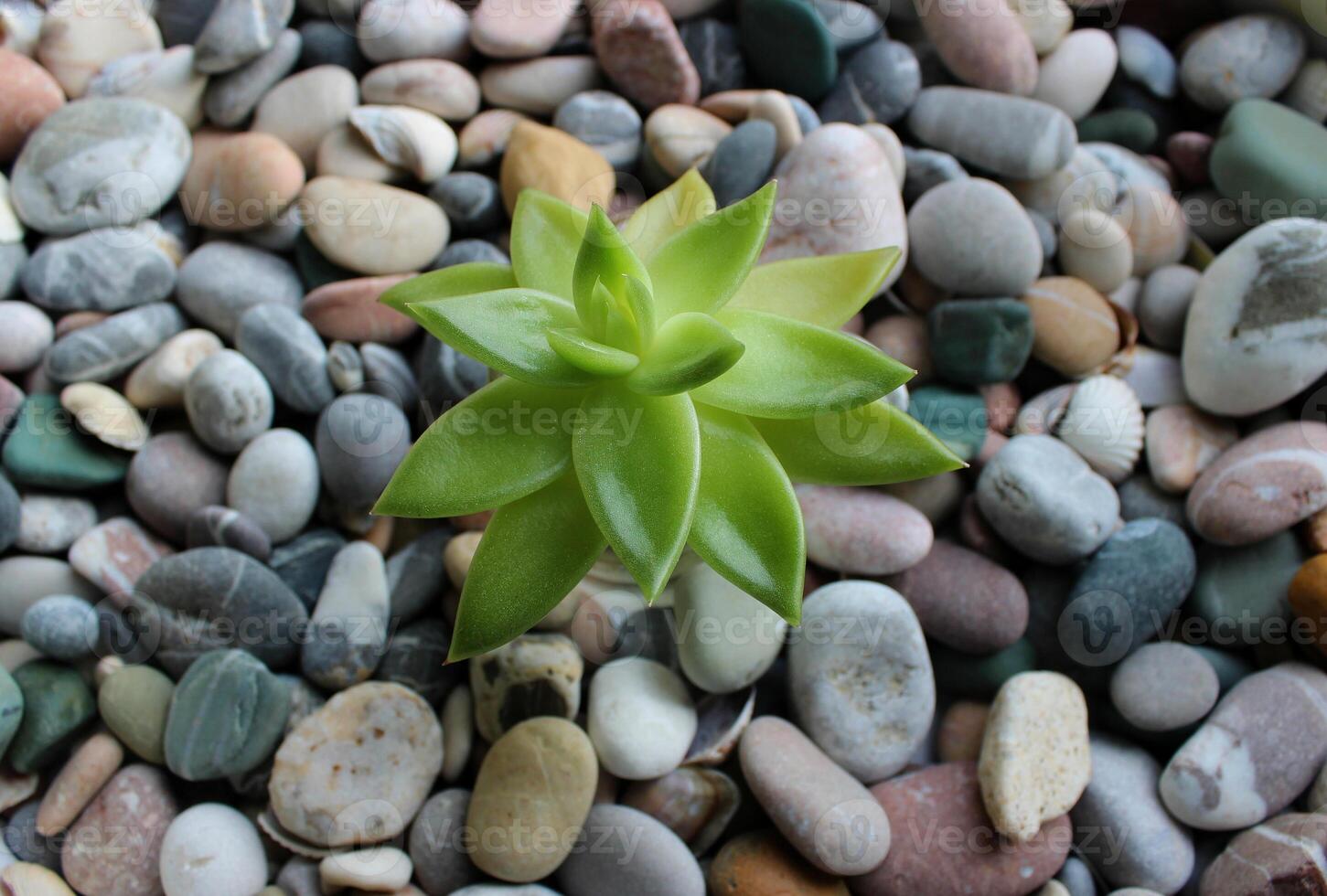 Succulent Leaves Of Single Jade Plant Growing On A Stone Soil photo