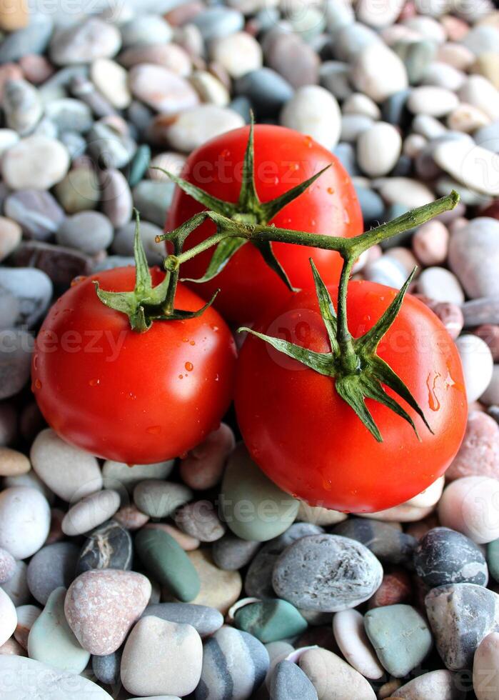 Three Fresh Whole Tomatoes On A Smooth Rocks Top View Vertical Stock Photo