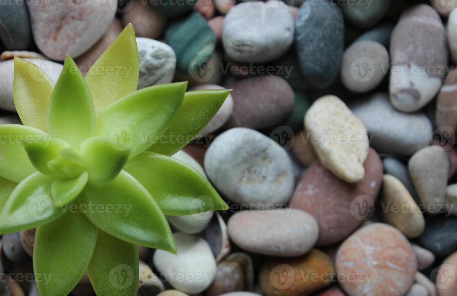 Exotic Plant Growth On A Rocky Soil Concept Photo For Wallpaper Or Backgrounds