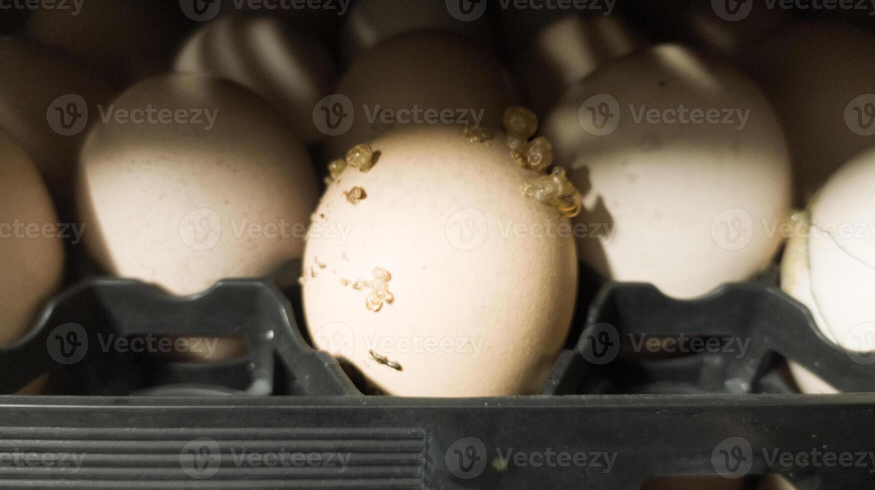 The explode eggs on the tray trolley.The egg explodes in the tray because of bacteria or fungi