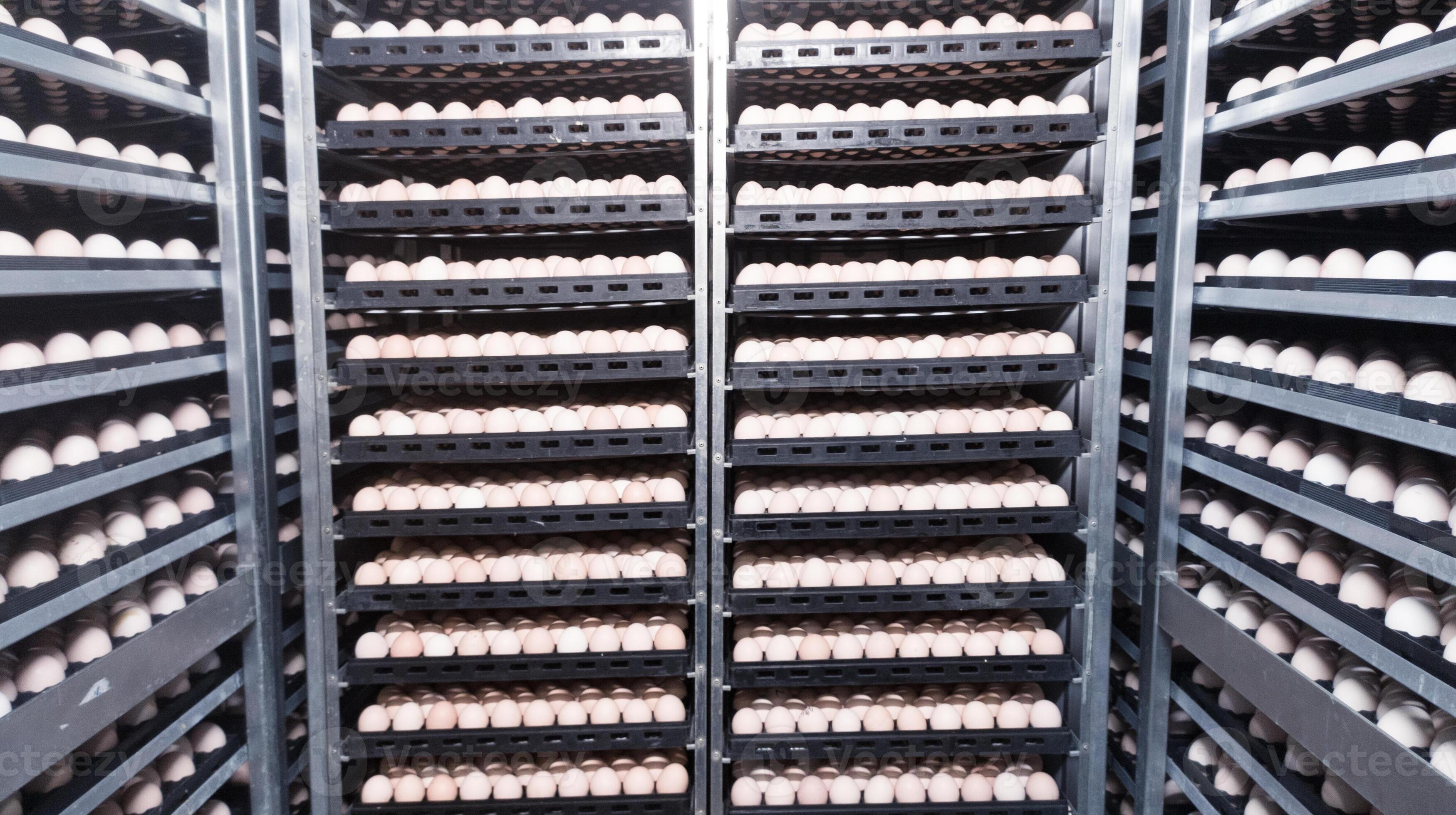 Technology of hatchery incubation machine for eggs chicken, chicken born process on the hatchery