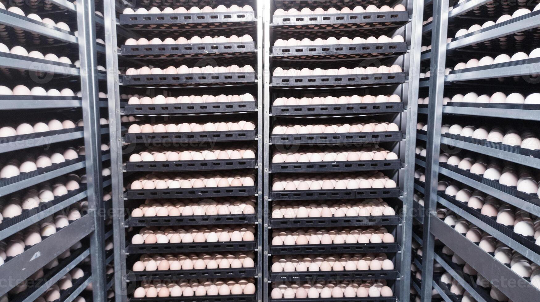Technology of hatchery incubation machine for eggs chicken, chicken born process on the hatchery production. hatching eggs on the incubation machine. photo