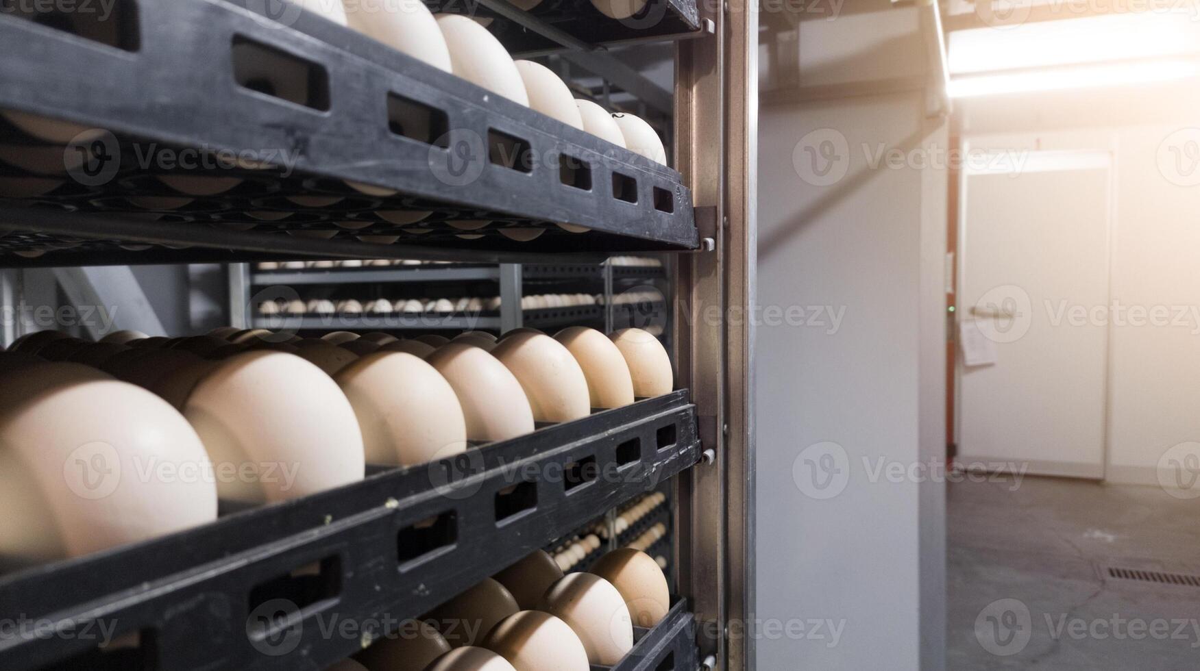 Technology of hatchery incubation machine for eggs chicken, chicken born process on the hatchery production. hatching eggs on the incubation machine. photo