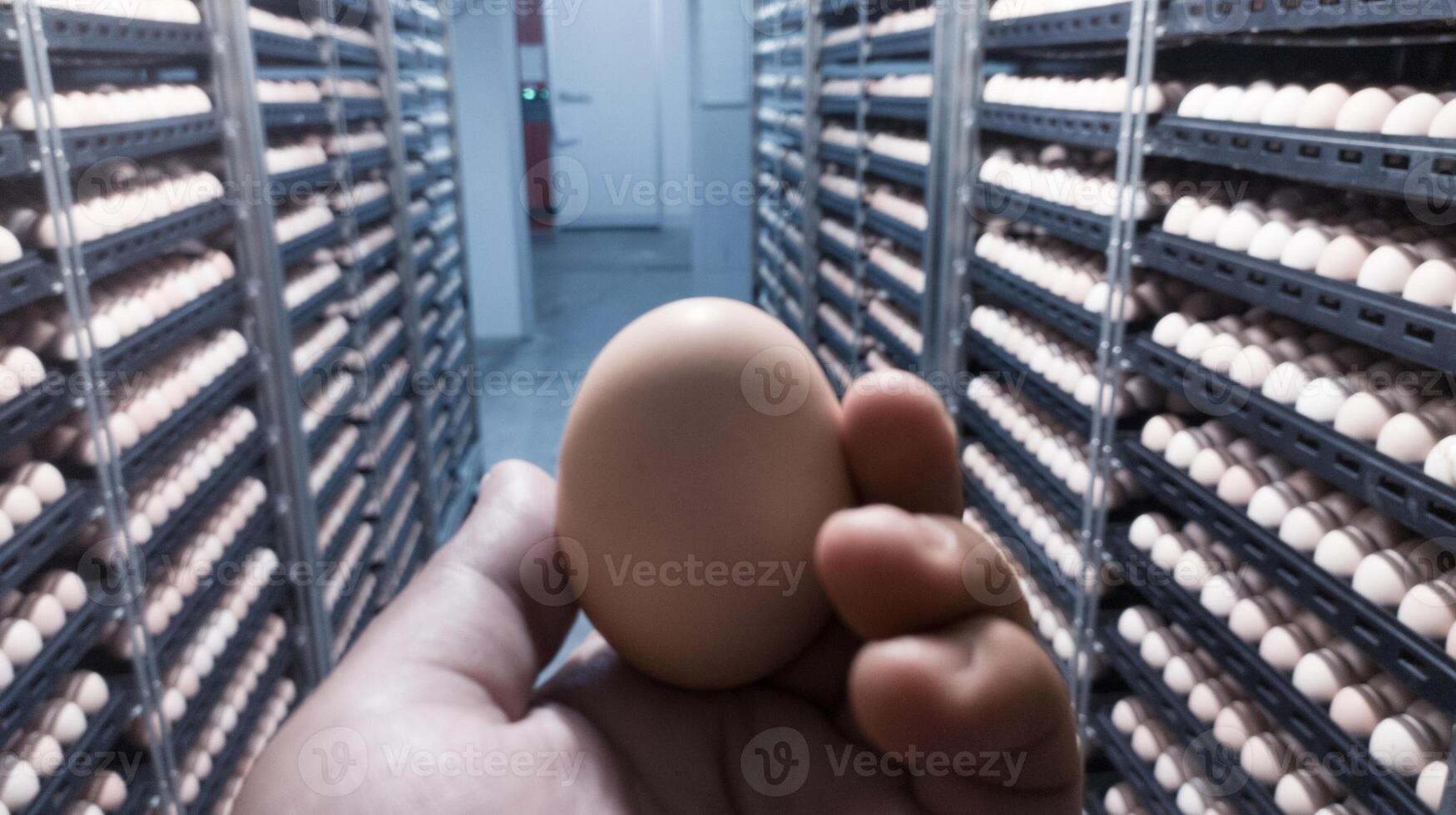 el calidad controlar haciendo calidad cheque para eclosión huevos en el incubación máquina habitación. foto