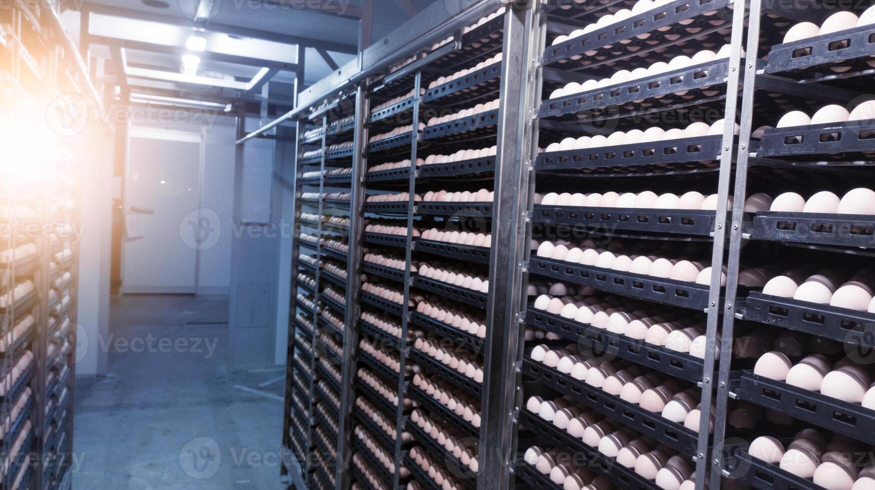 Technology of hatchery incubation machine for eggs chicken, chicken born process on the hatchery production. hatching eggs on the incubation machine. photo