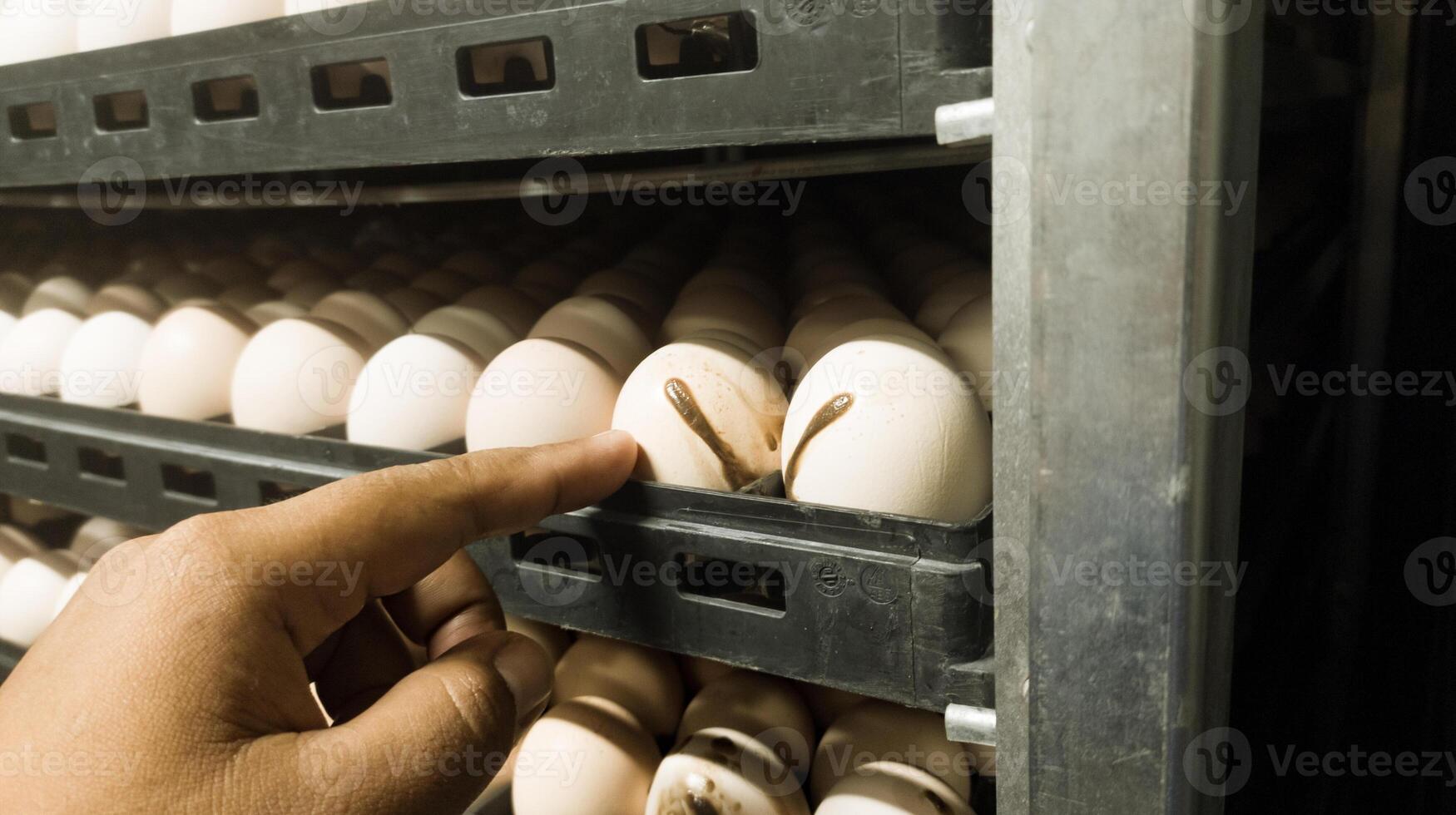 The explode eggs on the tray trolley.The egg explodes in the tray because of bacteria or fungi that enter the eggshell. Eggs explode because they are exposed to bacteria. photo