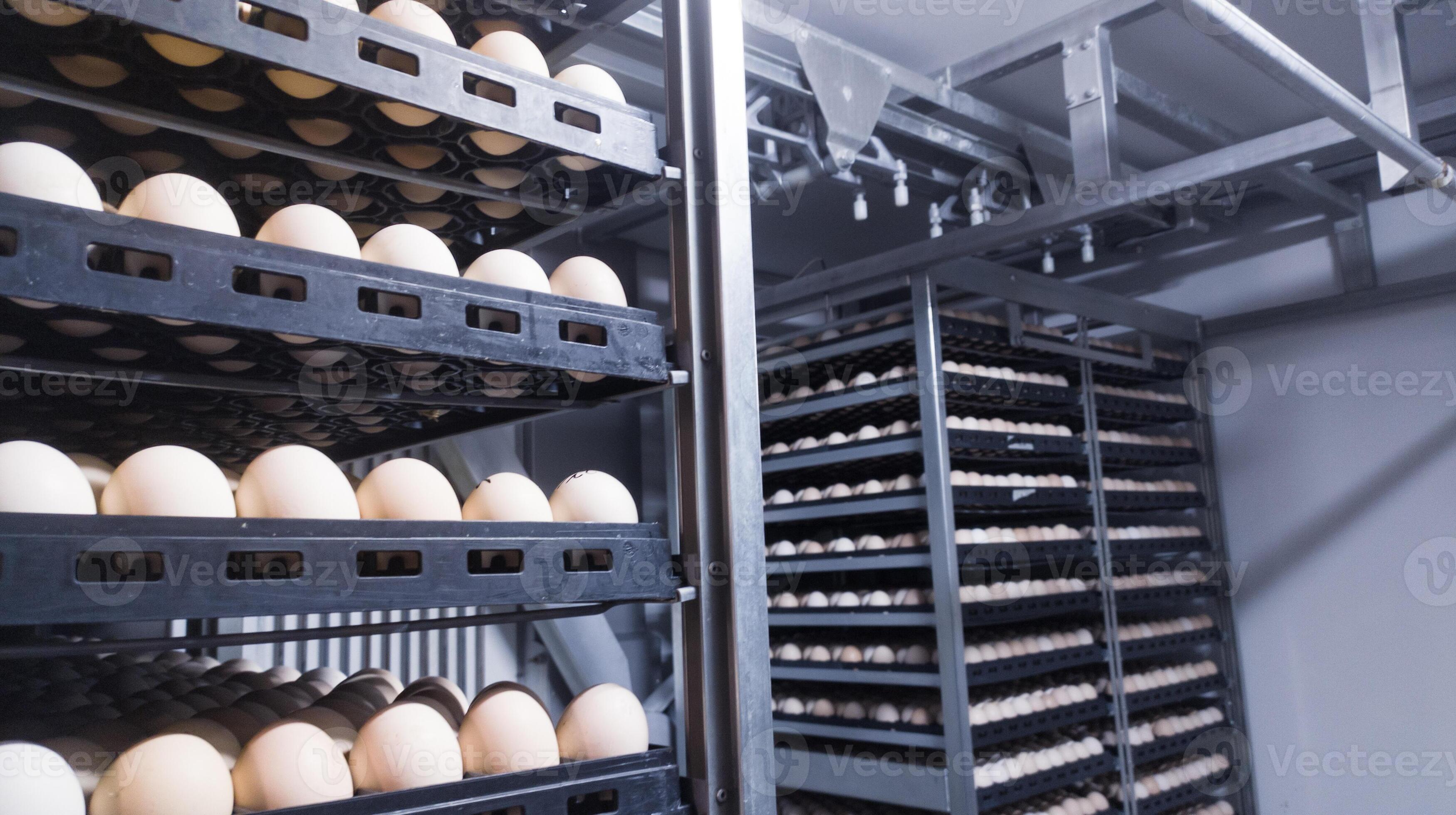 Technology of hatchery incubation machine for eggs chicken, chicken born process on the hatchery