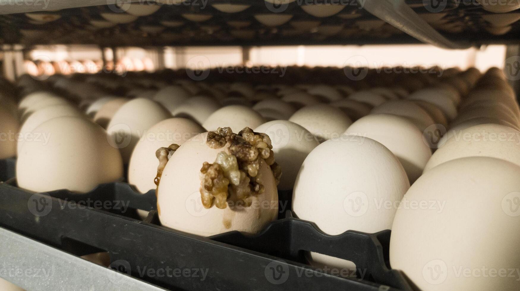 The explode eggs on the tray trolley.The egg explodes in the tray because of bacteria or fungi that enter the eggshell. Eggs explode because they are exposed to bacteria. photo