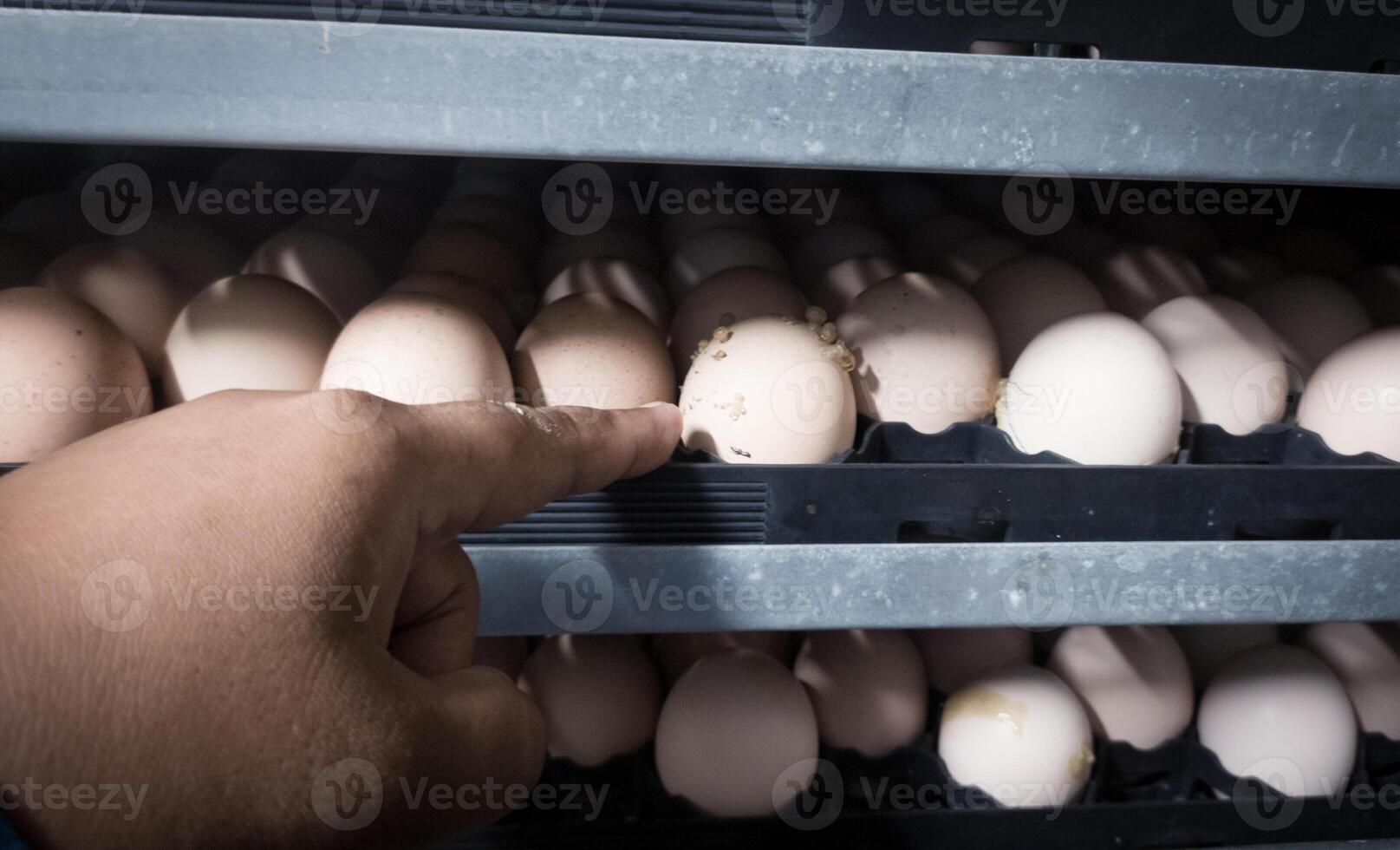 el calidad controlar haciendo calidad cheque para eclosión huevos en el incubación máquina habitación. foto