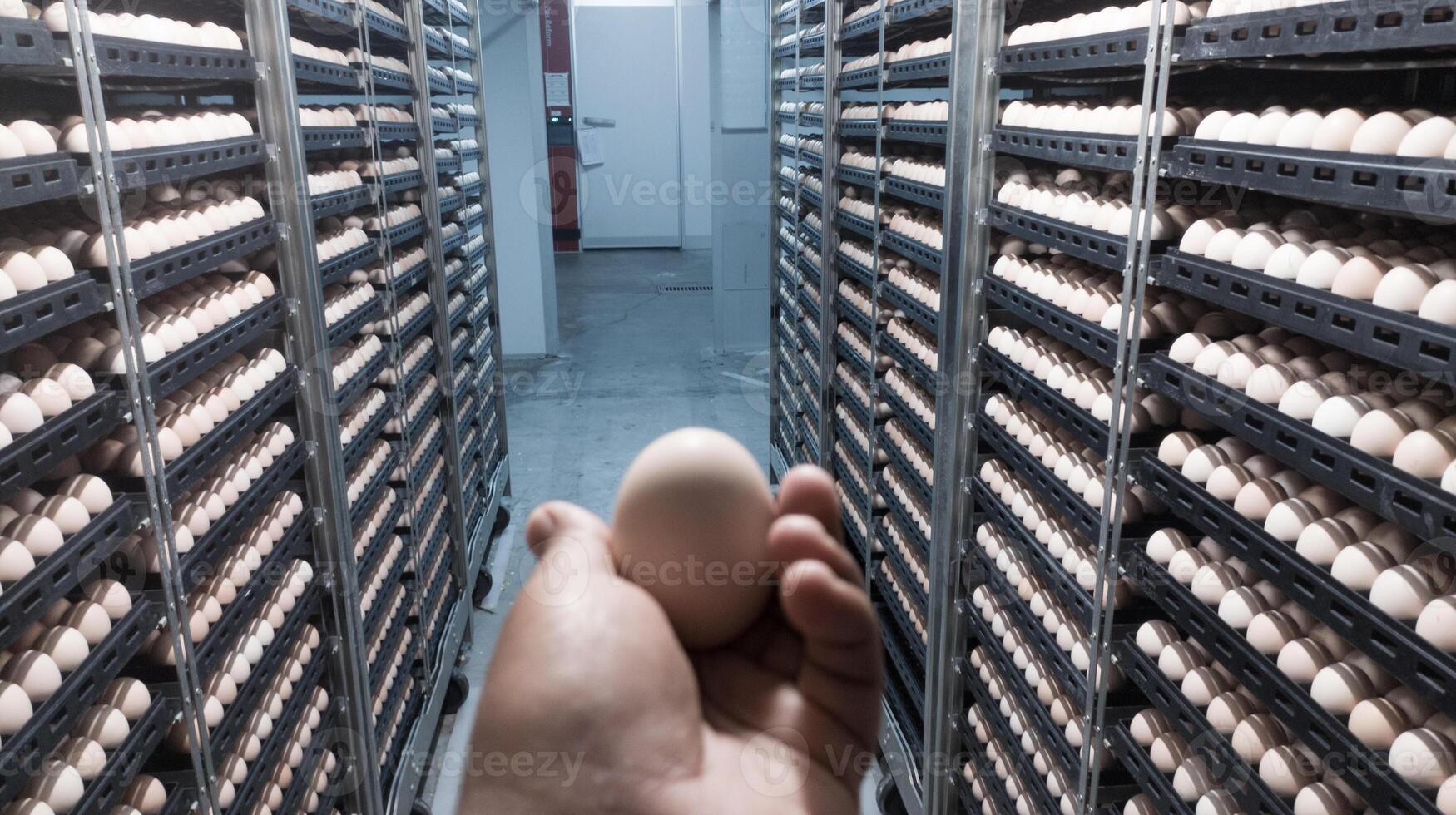 The Quality control doing Quality check for hatching eggs  on the incubation machine room. photo