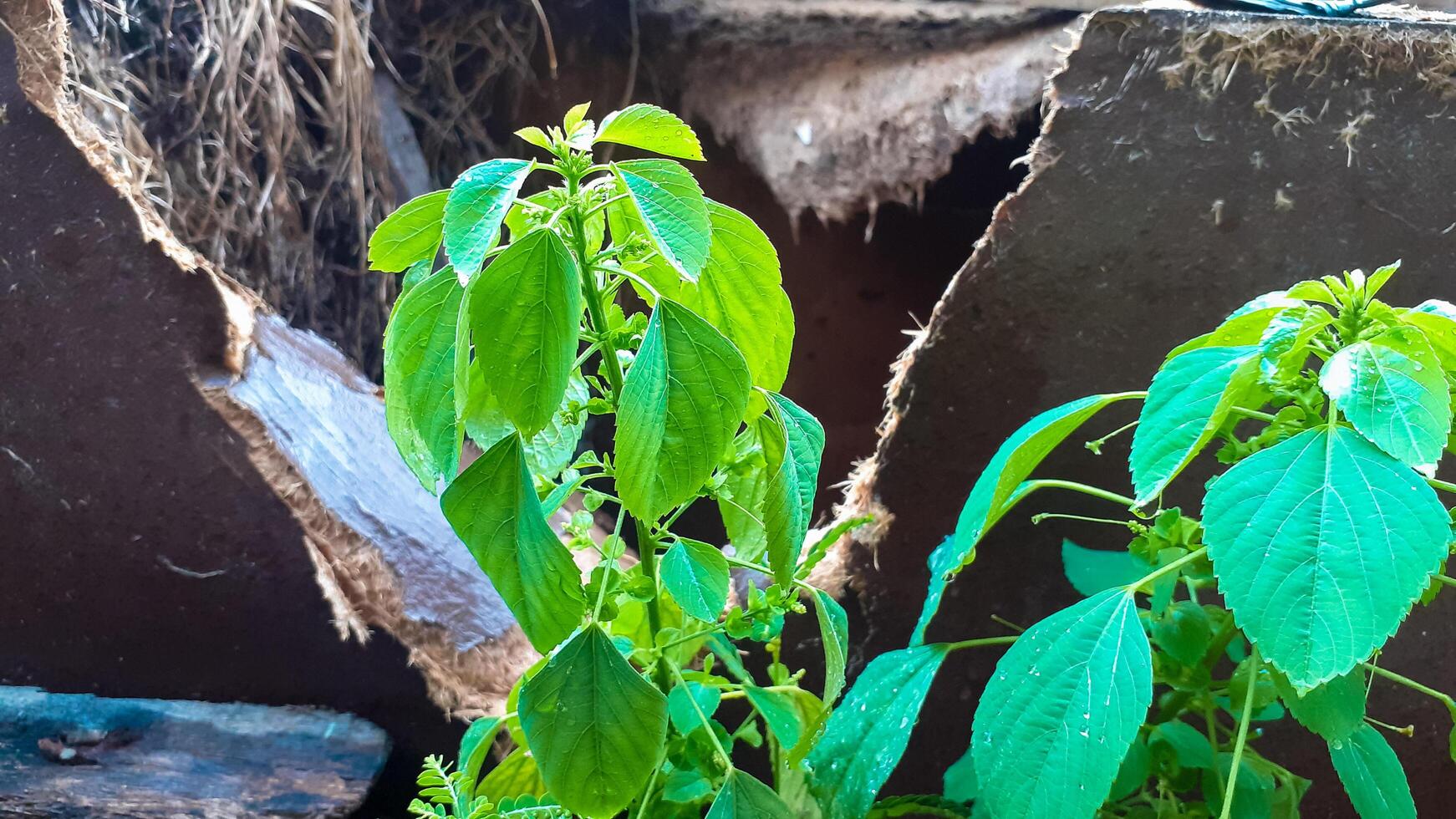 plantas creciente verde en el restos de casas foto