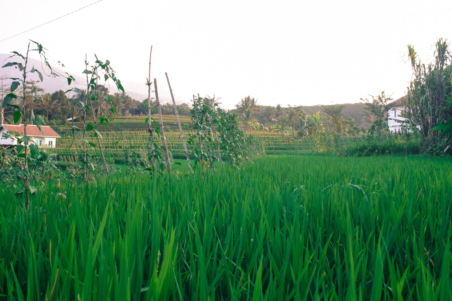 extensión de verde arroz campos foto