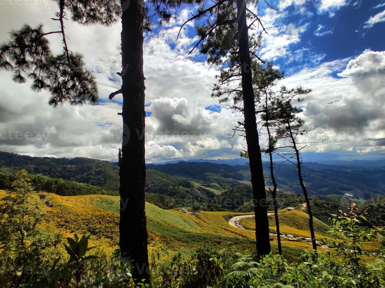 Mexican sunflower or tree marigold blossom view, surrounded by clouds and mountains, flowering on a hill. photo