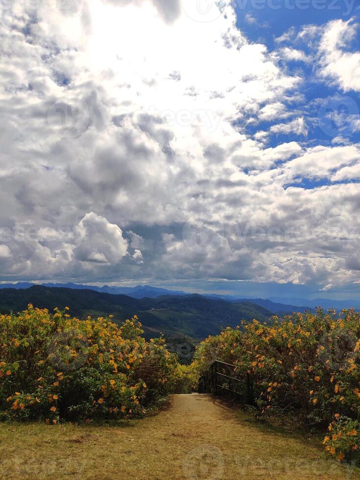 Mexican Sunflower or Tree Marigold Blossom View at Nothen Thailand, surrounded by clouds and mountains. photo