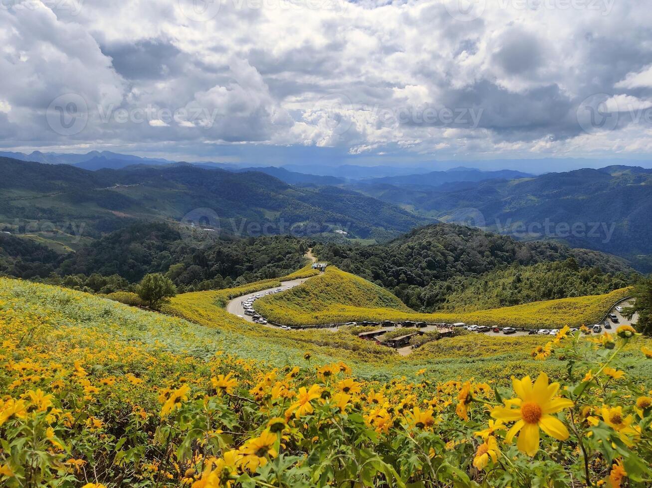 Mexican sunflower or tree marigold blossoms growing on a hill with clouds in the sky and mountains in the background. photo