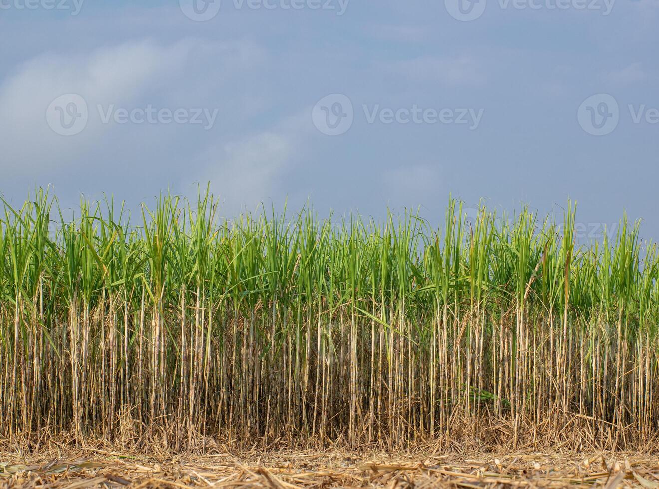 plantaciones de caña de azúcar, la planta agrícola tropical en tailandia foto