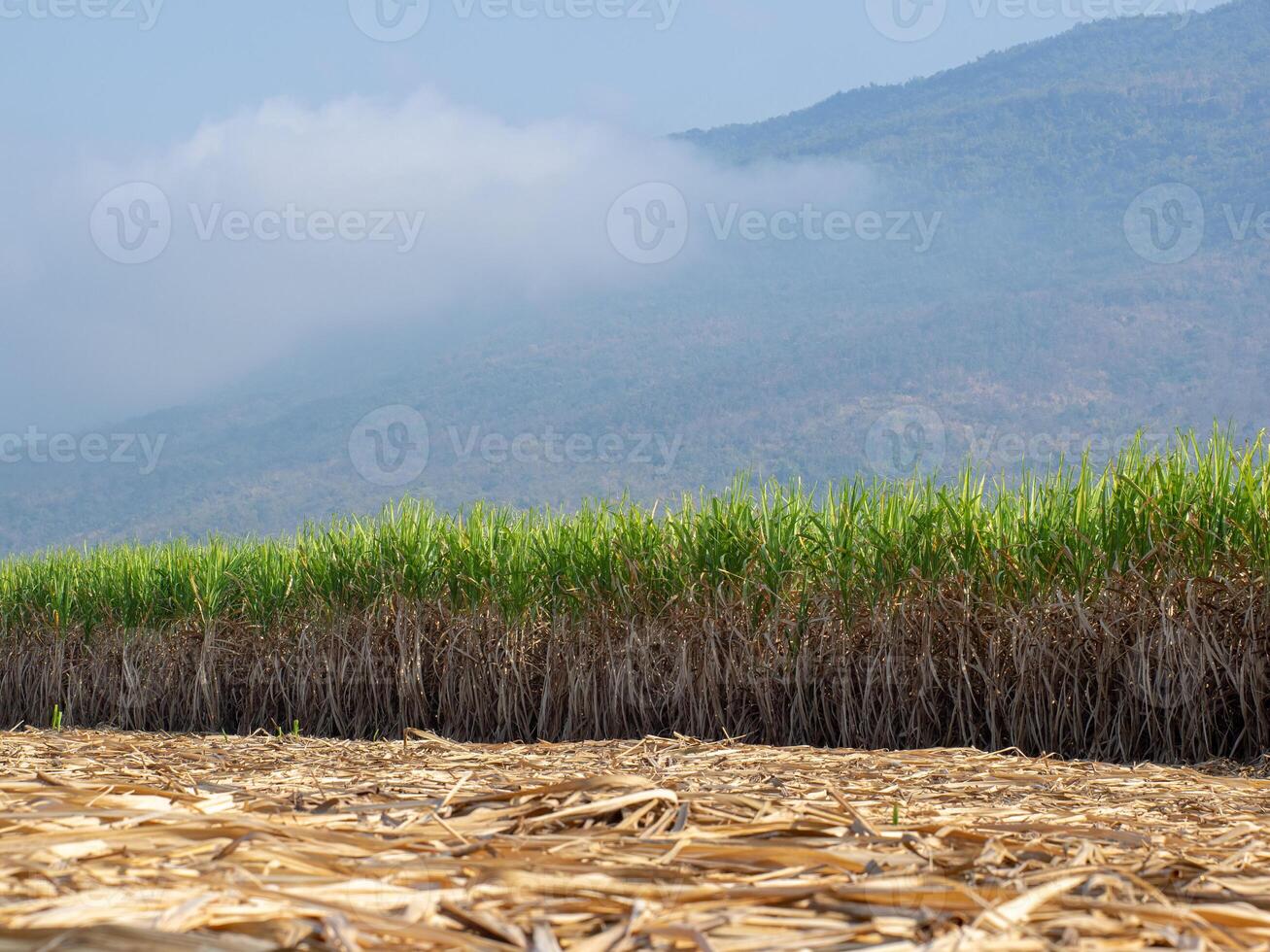 plantaciones de caña de azúcar, la planta agrícola tropical en tailandia foto