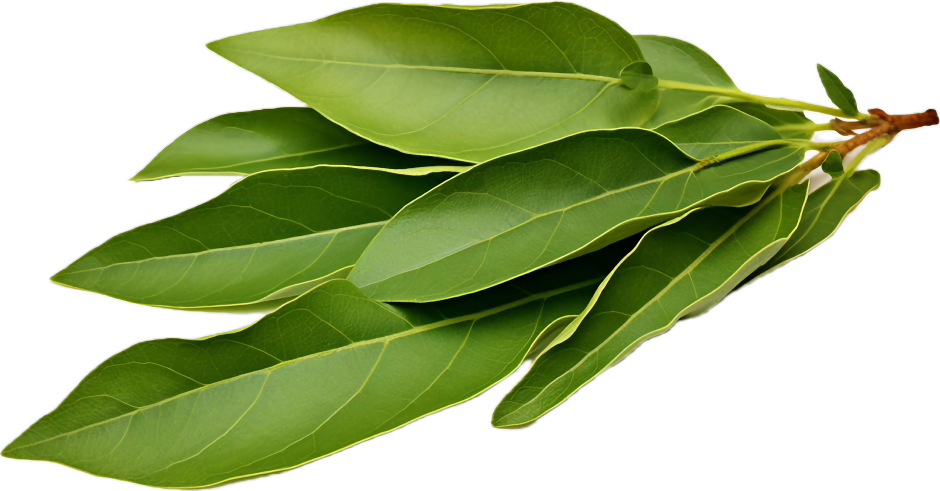 AI generated ground bay leaves png