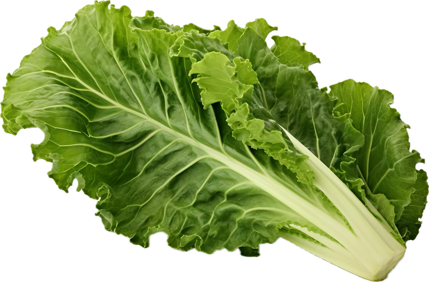 AI generated green oakleaf lettuce png