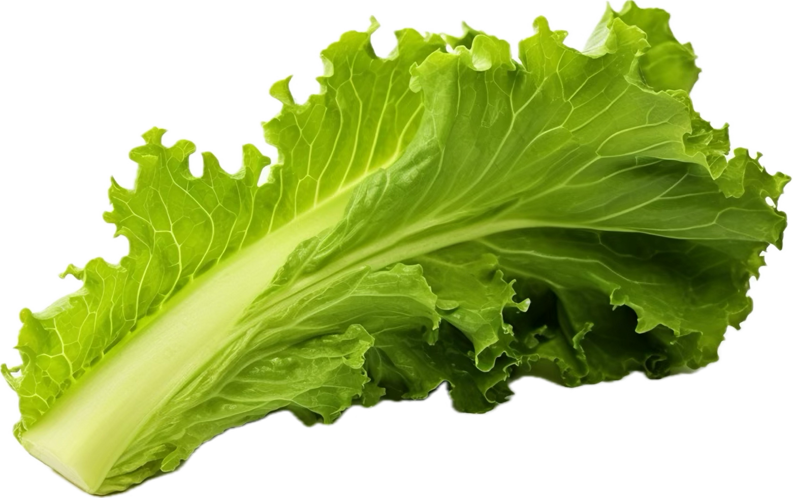 AI generated green oakleaf lettuce png
