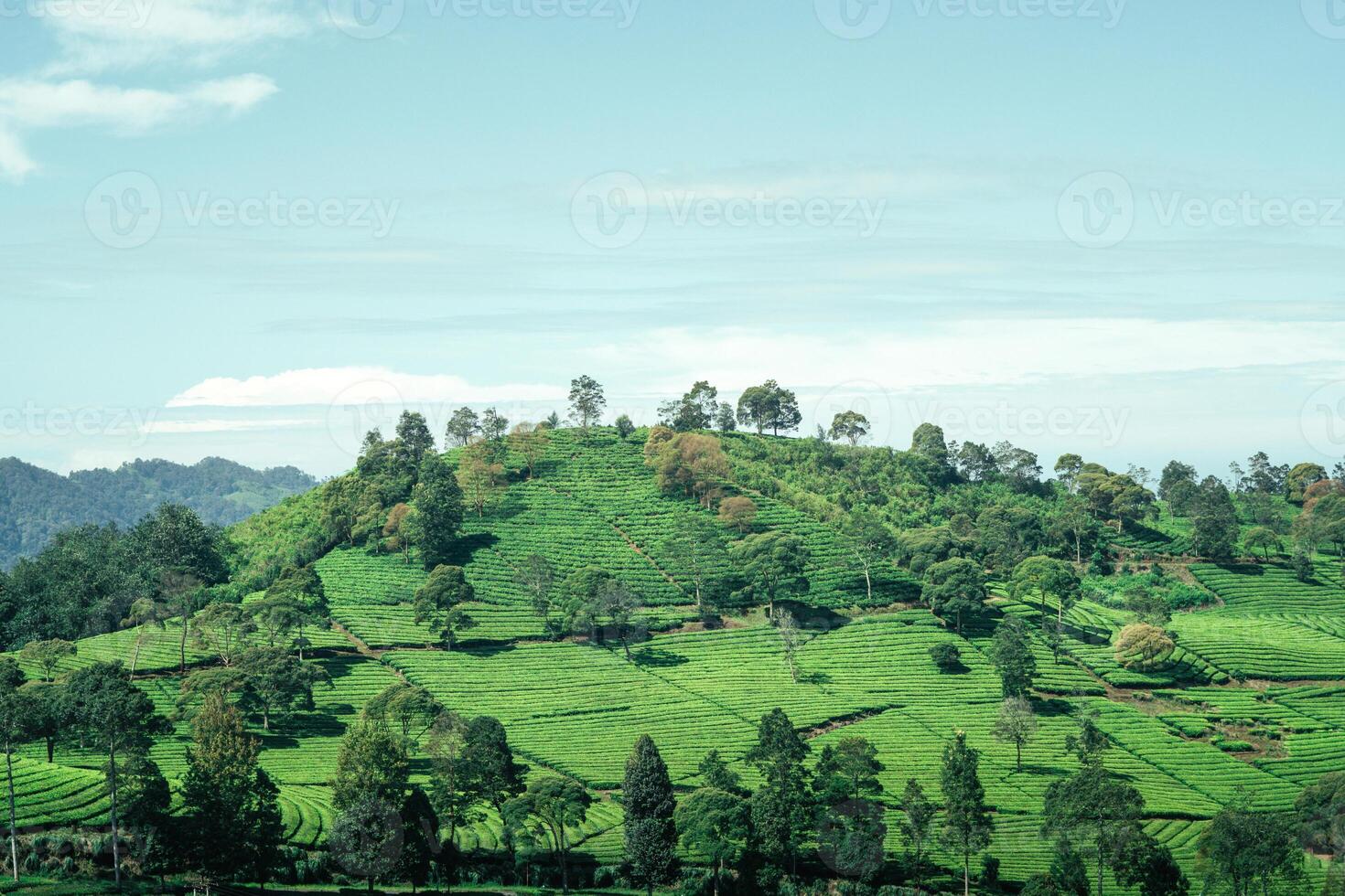 imagen de verde té plantación con montaña ver foto