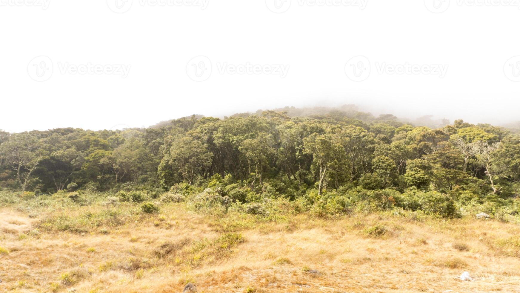 trip to the top of Mount Gede Pangrango, for camping together, National Park in West Java photo