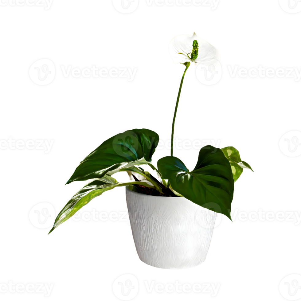 ai generiert pothos Epipremnum Aureum Blume png isoliert auf transparent Hintergrund