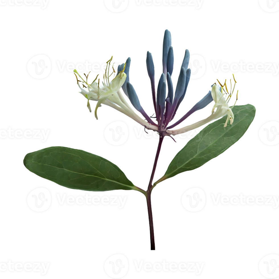 AI generated Honeysuckle flower isolated on transparent background png