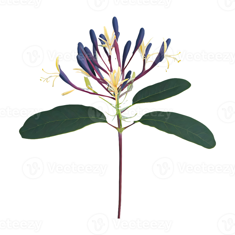 AI generated Honeysuckle flower isolated on transparent background png