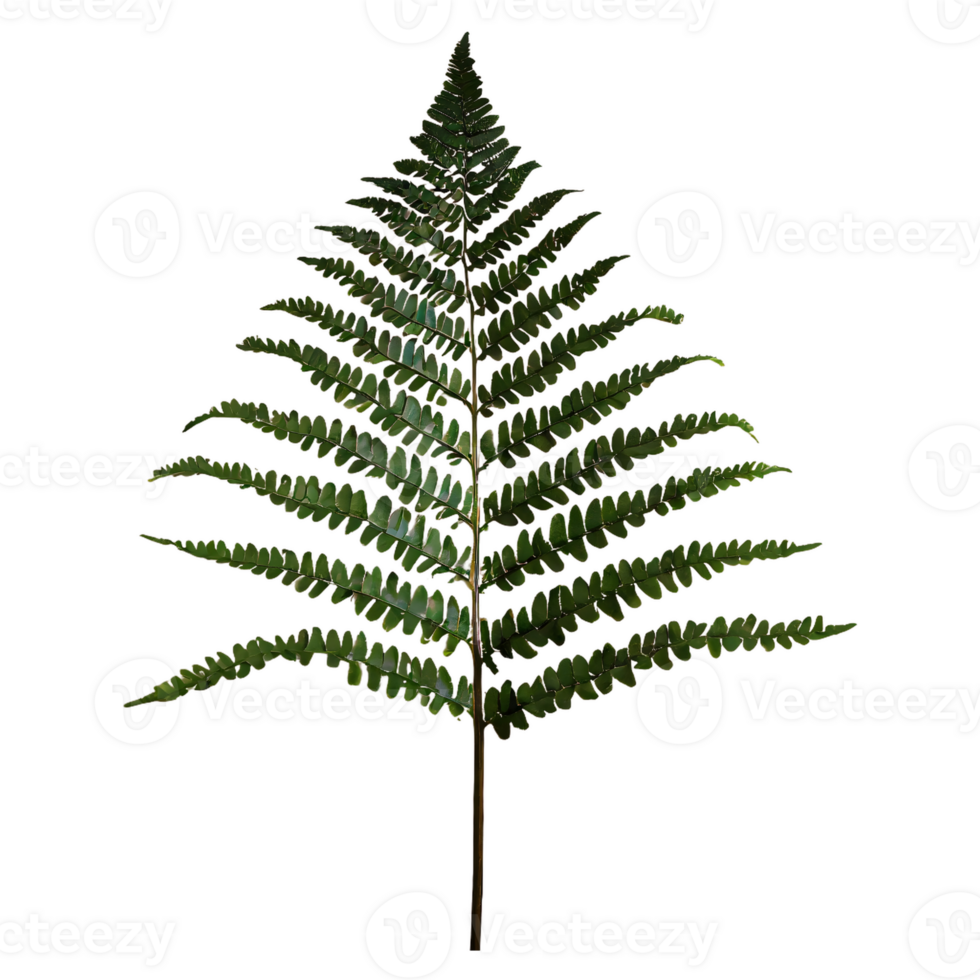 AI generated Boston fern nephrolepis exultate isolated on transparent background png