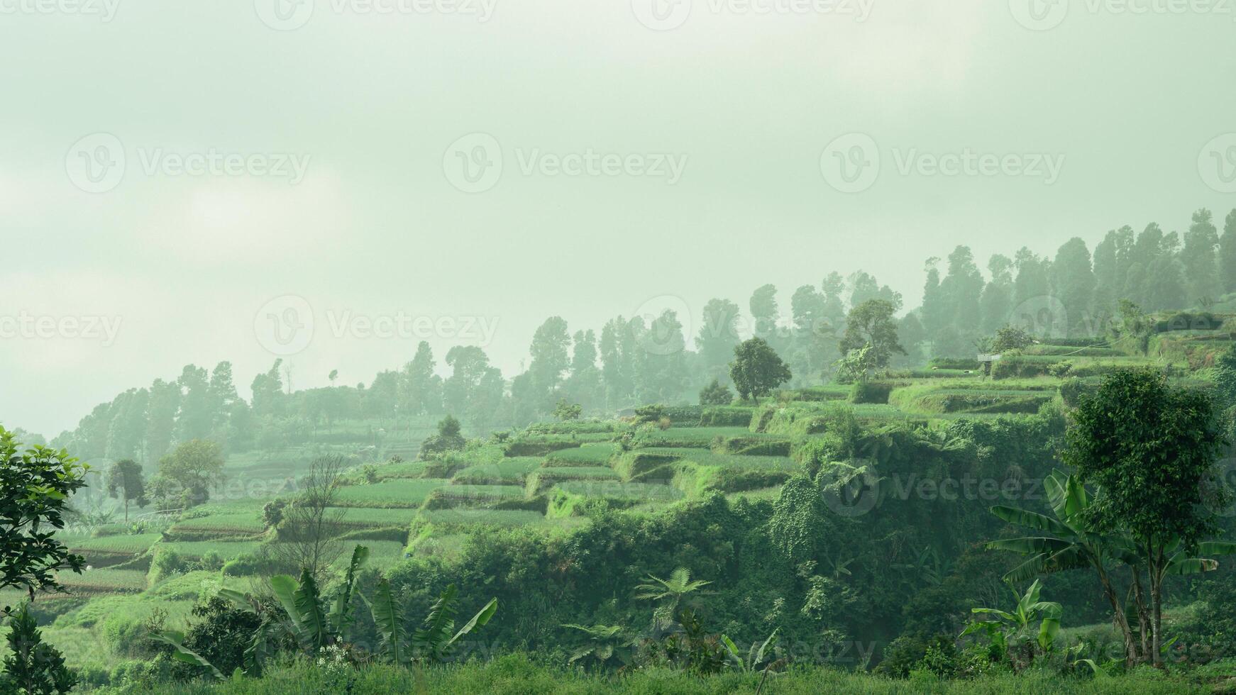 Photo of a trip to Mount Gede Pangrango, camping together at the Surya Kencana square. National Park in West Java, Cianjur, 06 September 2022