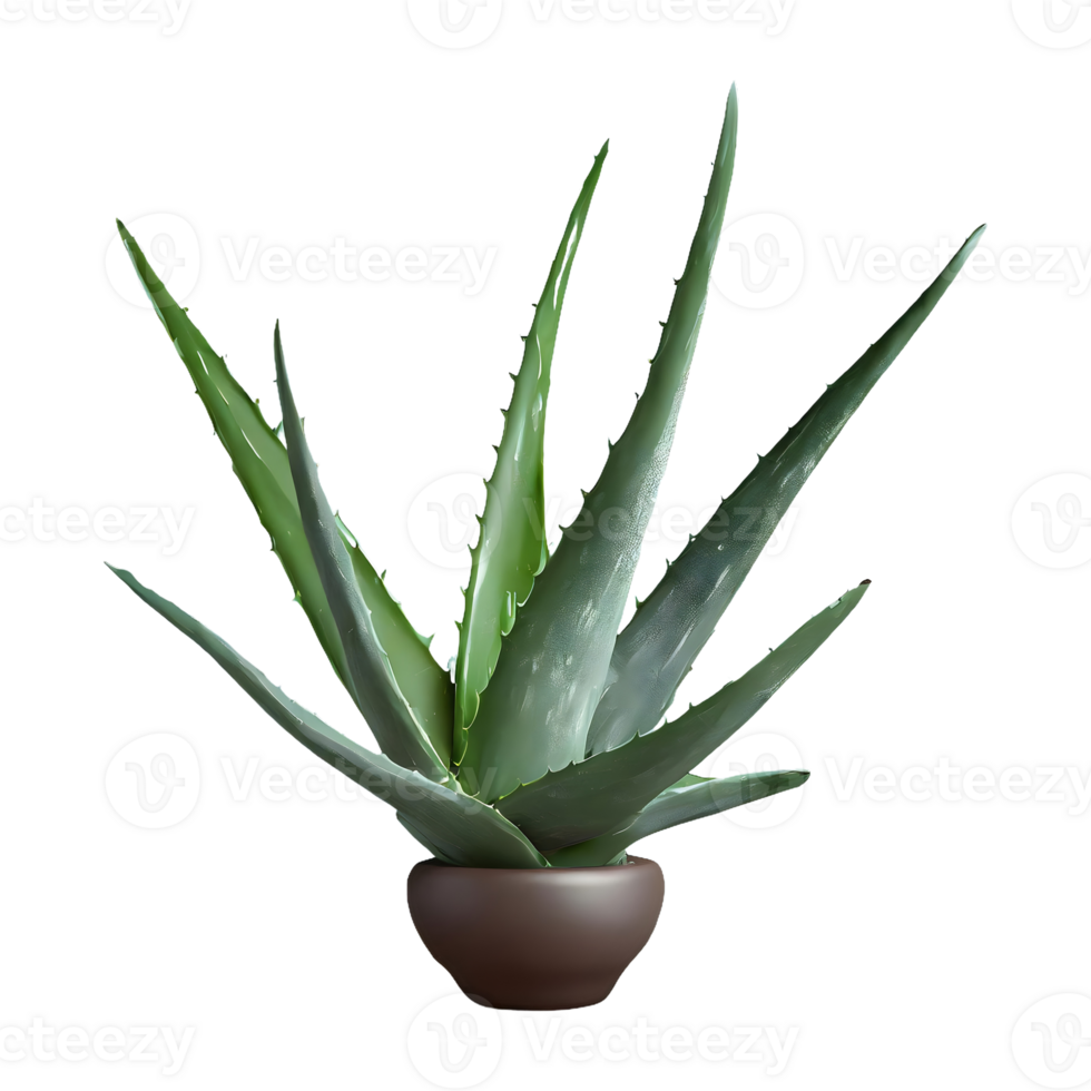 AI generated Aloe vera isolated on transparent background png