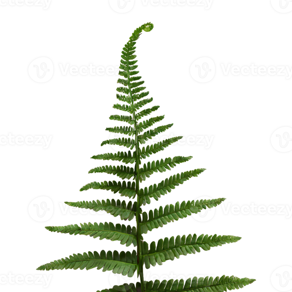 AI generated Fern flower isolated on transparent background png
