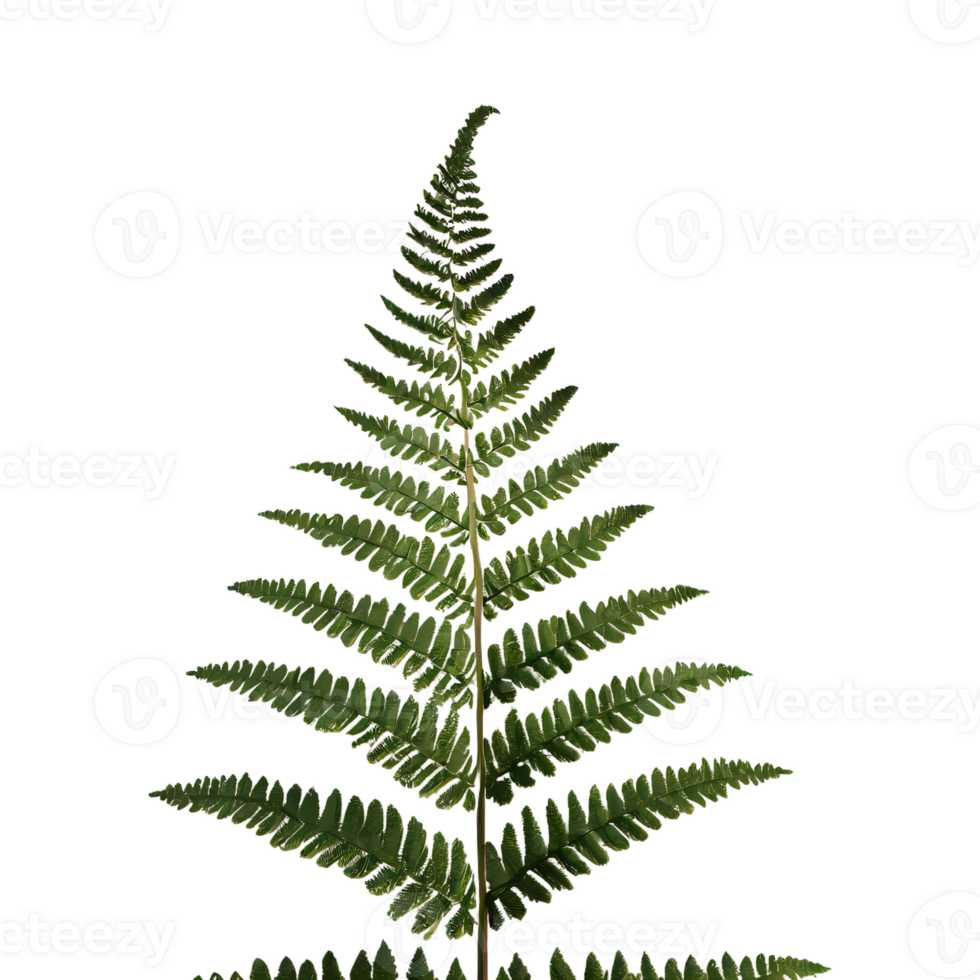 AI generated Fern flower isolated on transparent background png