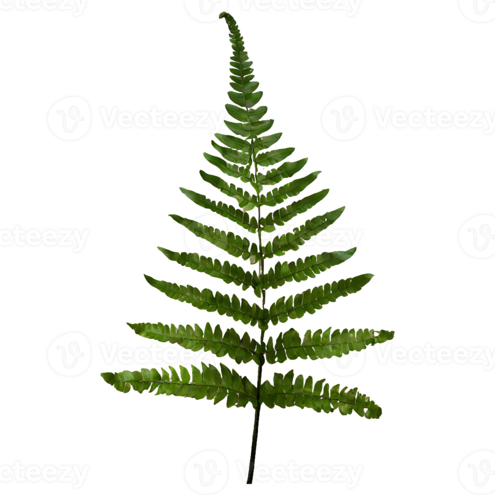 AI generated Boston fern nephrolepis exultate isolated on transparent background png
