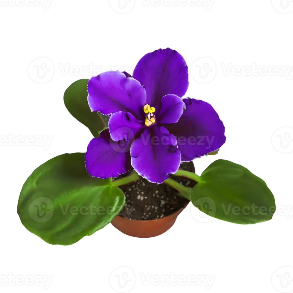 AI generated African violet isolated on transparent background png