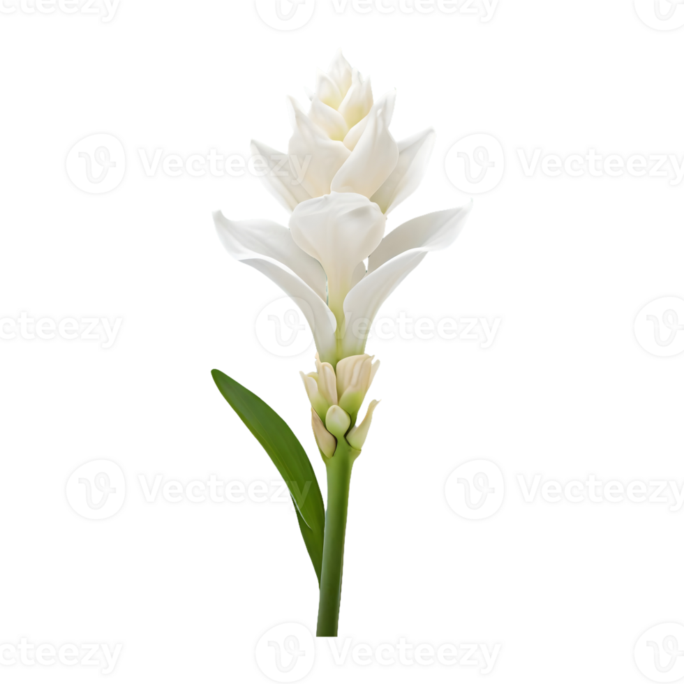 ai generiert Tuberose Blume isoliert auf transparent Hintergrund png