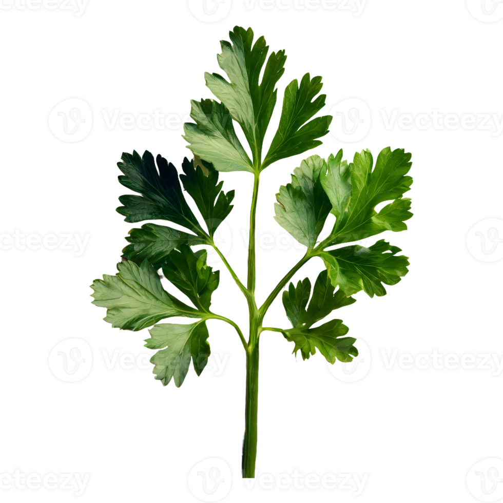 AI generated Parsley leaves in a closeup isolated on transparent background png