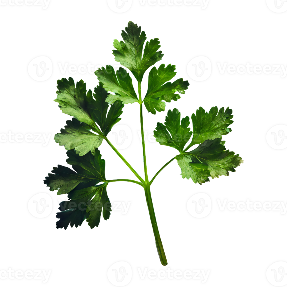 AI generated Parsley leaves in a closeup isolated on transparent background png