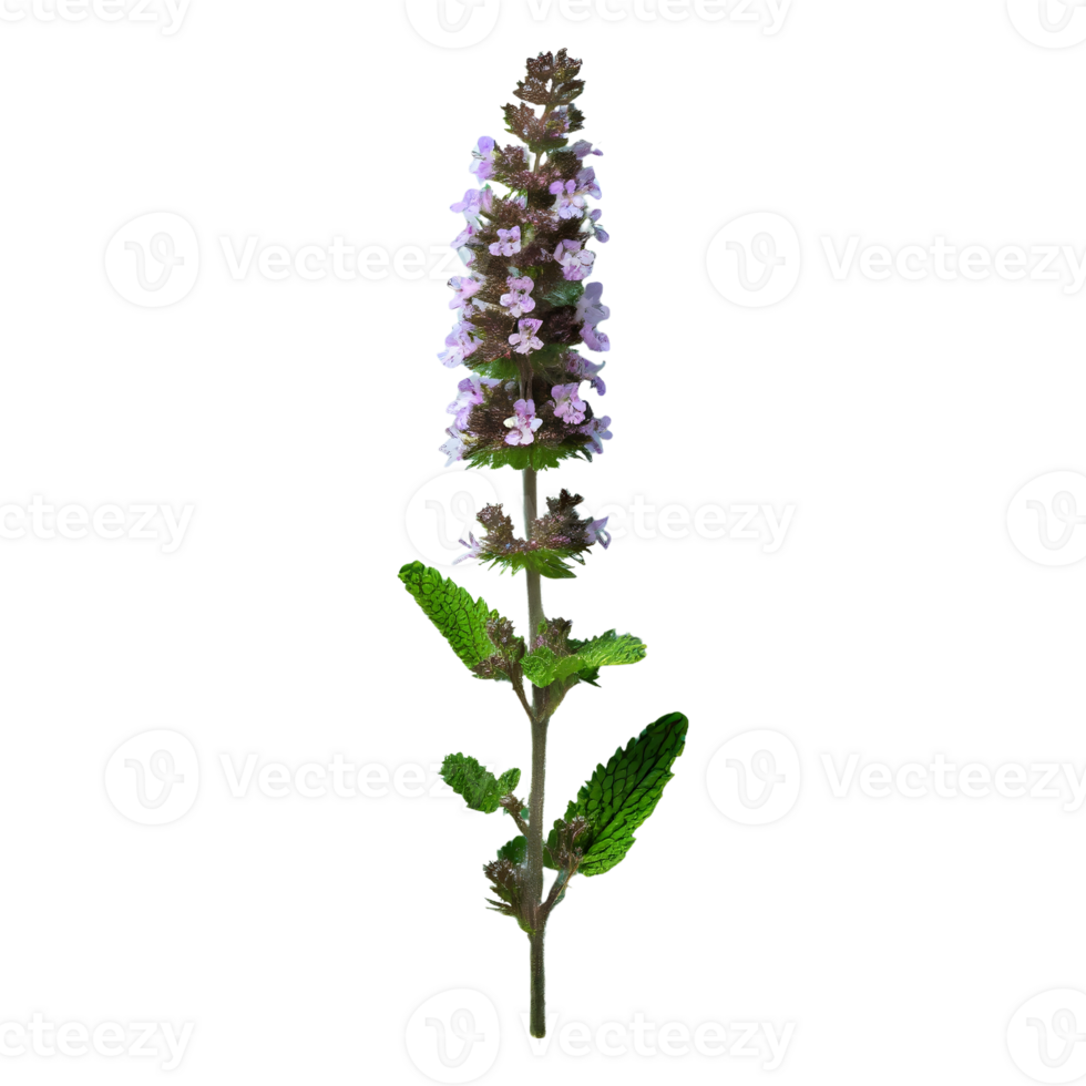 AI generated Catmint flower isolated on transparent background png